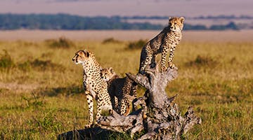walking-safari-sky-n