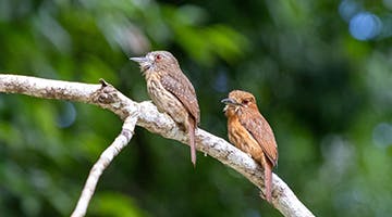 White-chested-Puffbird-adv.