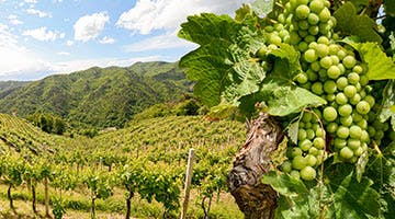 winelands-bbq-and-wine-tasting-experience-01