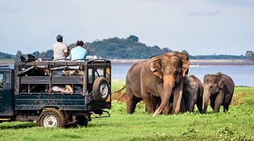 yala-national-park-essence
