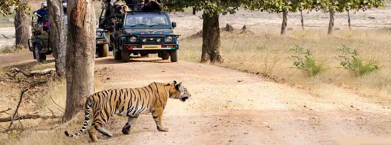 Wildlife and Adventure