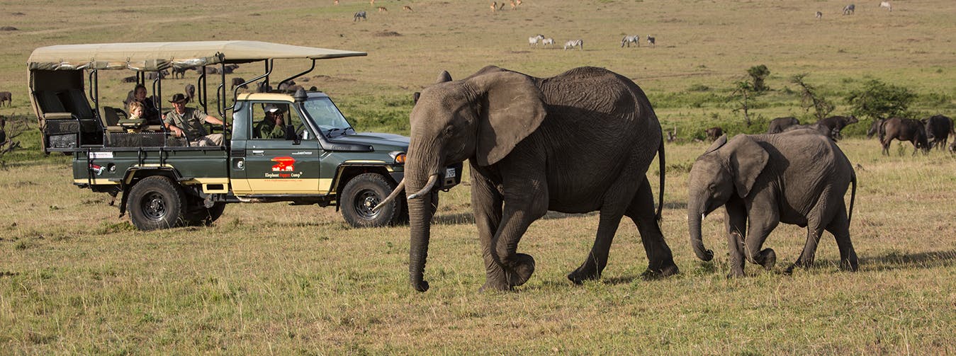 Tailored Safari Holidays