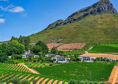 Winelands BBQ (Braai) and Wine Tasting Experience