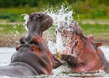 Selous Fly-in Safaris