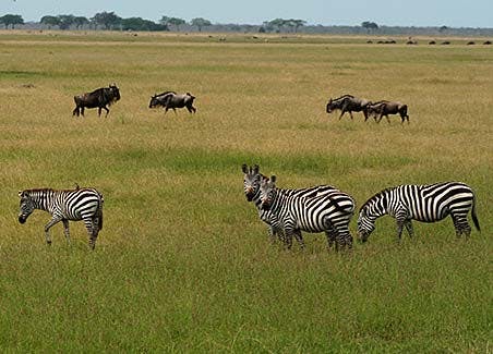 Bomas of Kenya