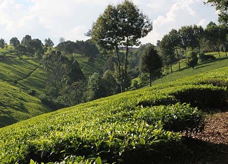 Kiambethu Tea Farm