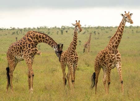 Nairobi National Park