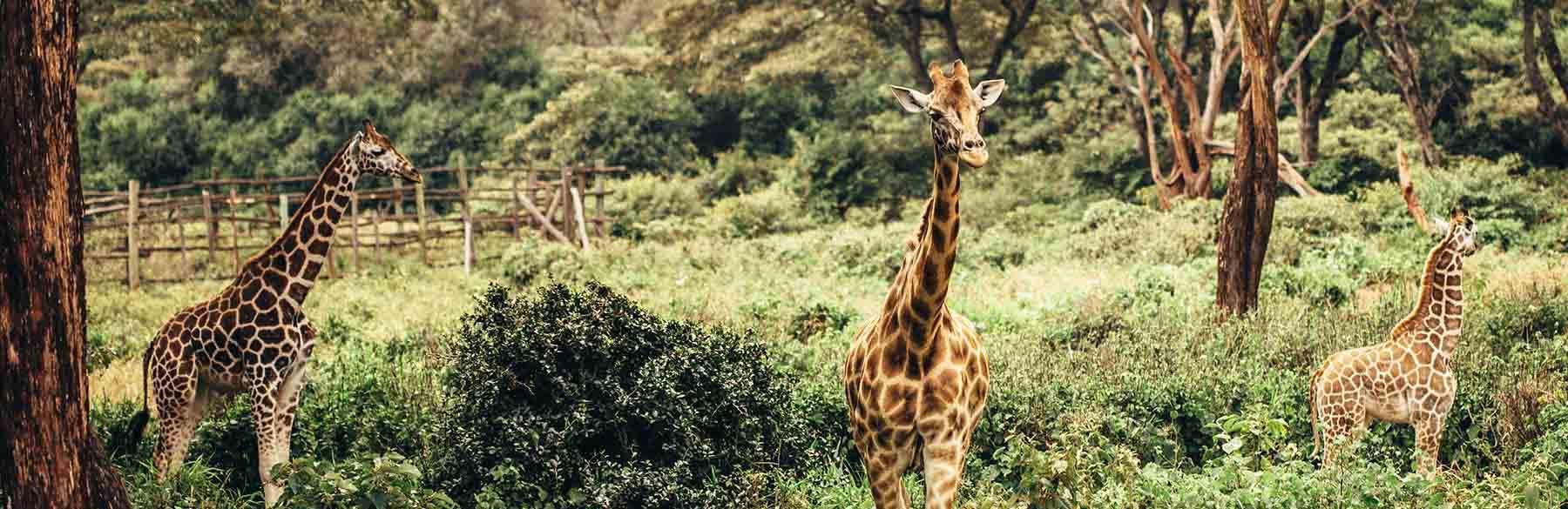 ah-banner-nairobi-ah