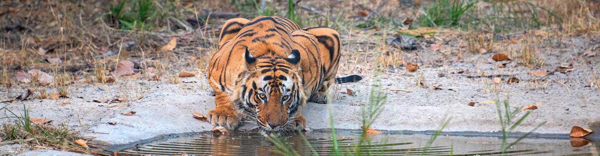 Bandhavgarh-02