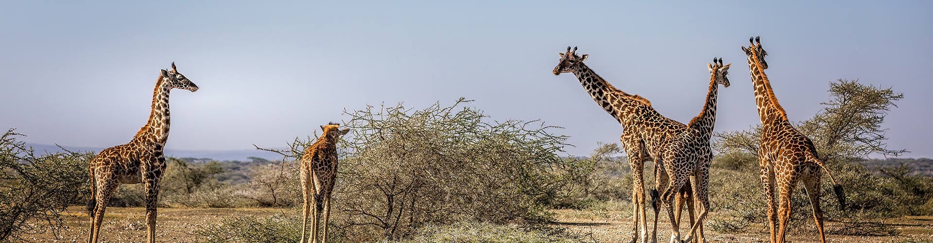 Central-Serengeti-01-ah-embra-banner