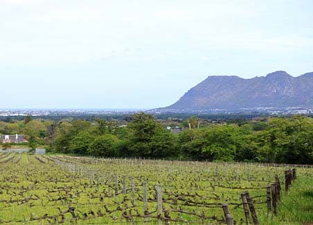 Constantia Winelands Experience