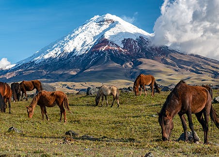 Ecuador Birdwatching Adventure
