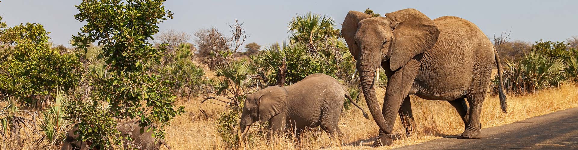 Kruger-National-Park-01-ah-banner-k