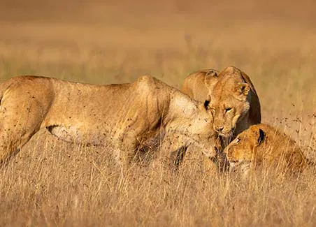 Masai Mara Explorer