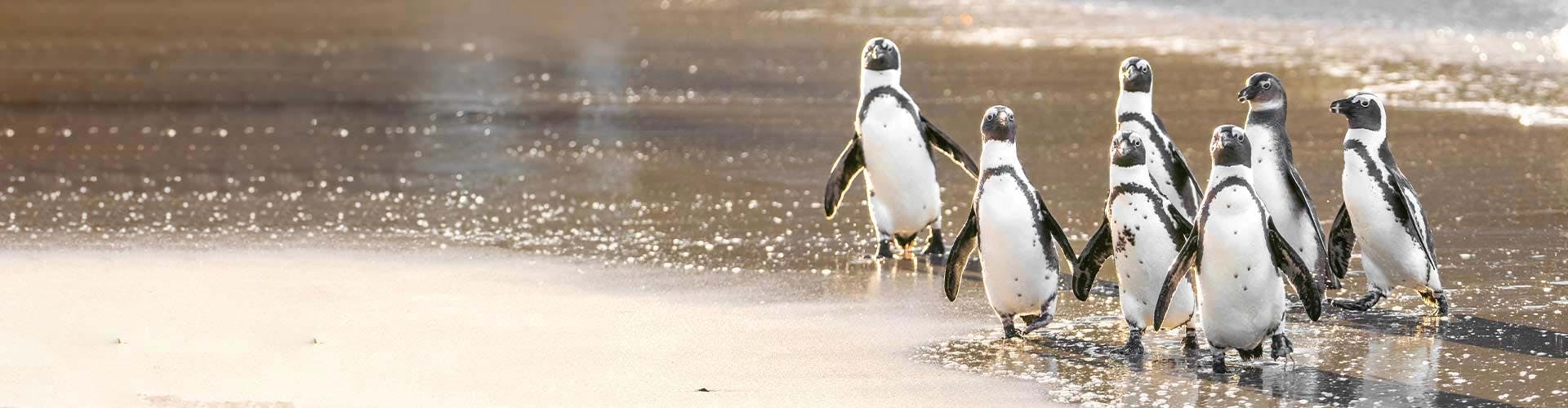 marine_big_5_safari_experience_02-ah-banner