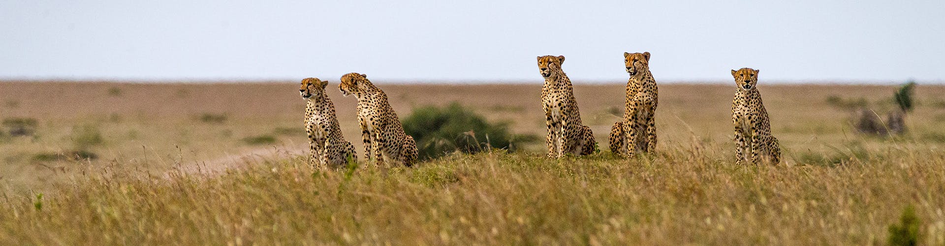 masai-mara-01-ah-masa-bann