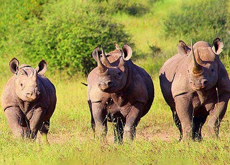 Tsavo Adventure Train Safari
