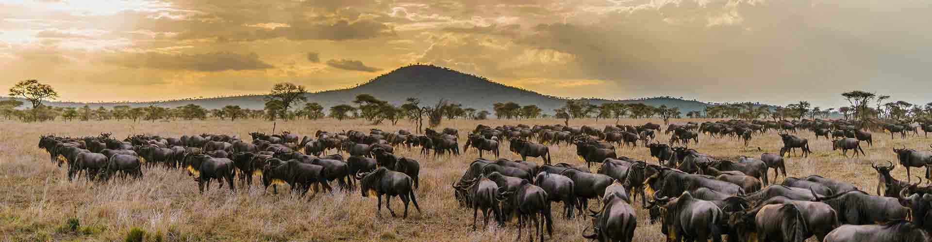 tajzania-02-st-banner-simba