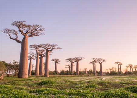 The Western Wonders of Madagascar - Baobabs & Tsingy Expedition