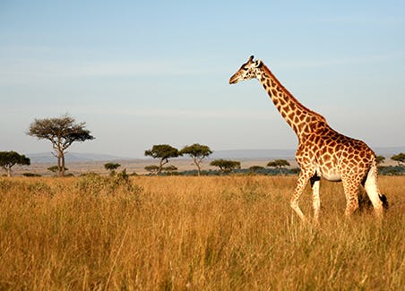Northern Circuit Rhino Safari
